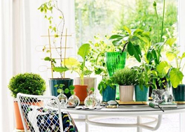 植物吸附甲醛真的靠譜嗎？